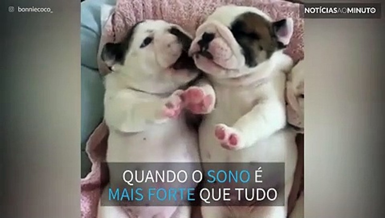 Cãozinho sonolento se recusa a acordar