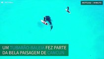 Tubarão-baleia nada entre surfistas em Cancun