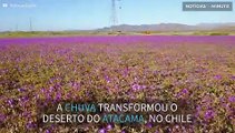 Chuvas enchem deserto de flores no Chile