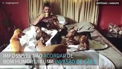 Invasão de cachorros: a melhor forma para acordar de bom humor