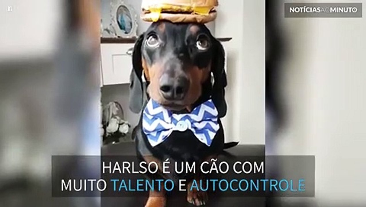 Cão com o maior autocontrole do mundo equilibra dois hambúrgueres!