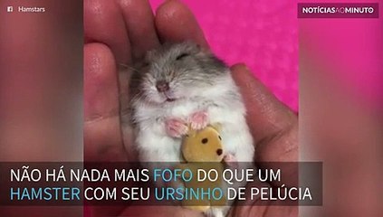 Hamster agarra seu ursinho de pelúcia para dormir