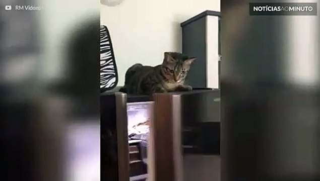 Este gato fica revoltado quando tentam fechar a geladeira