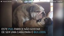 Bulldog usa Pug como sua cama