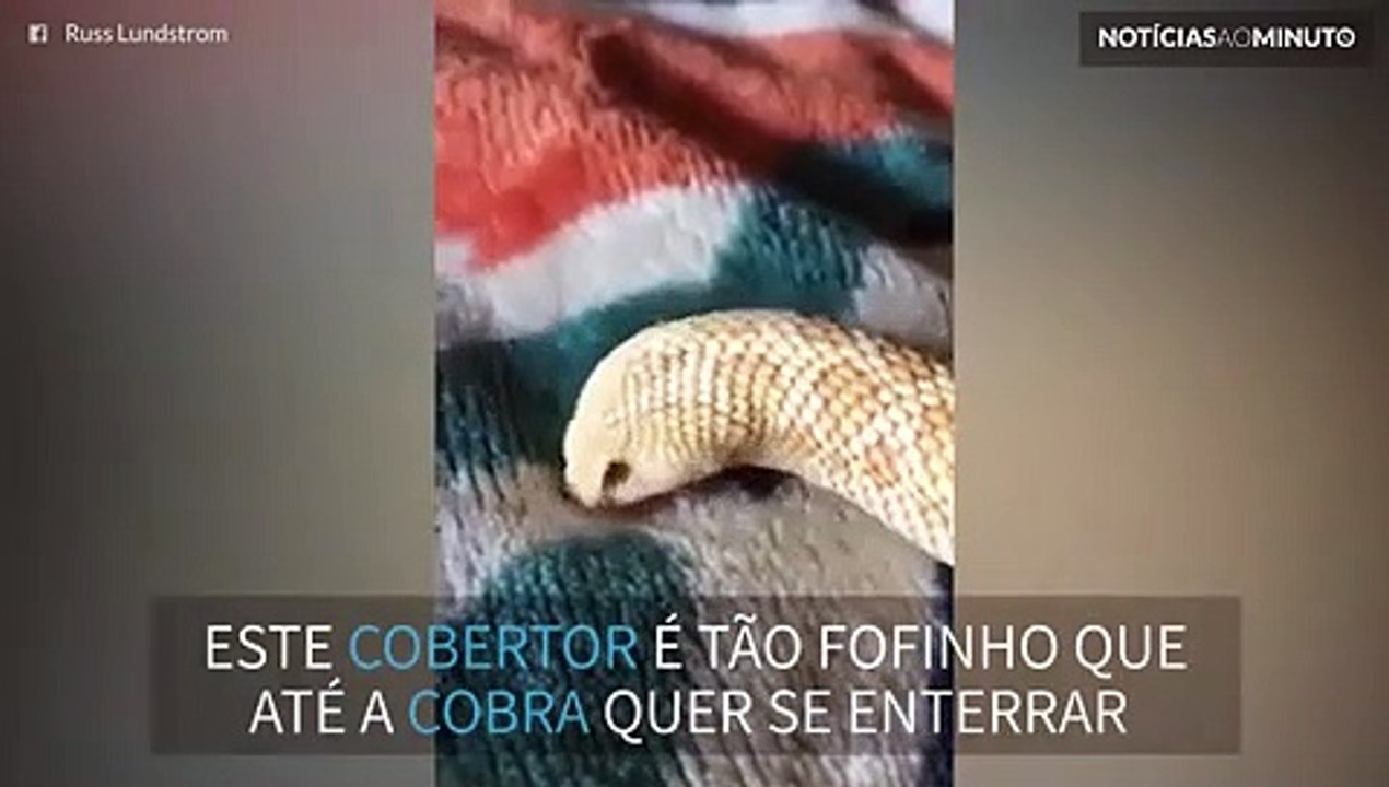 Cobra tenta se enterrar em cobertor