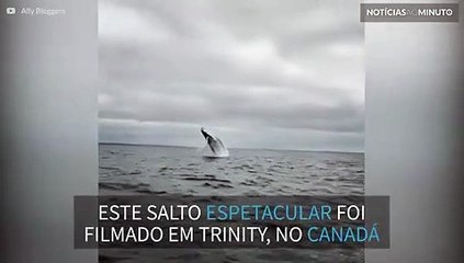 Baleia realiza salto espetacular no Canadá