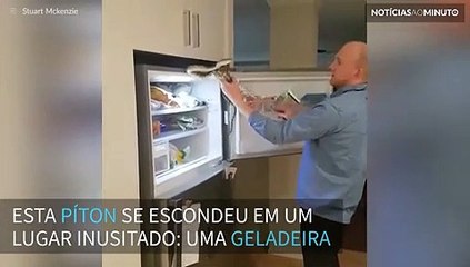 Cobra é capturada em geladeira