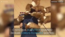 Mulher é atacada ferozmente por... filhotes de Corgis!