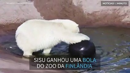 Urso polar de zoo na Finlândia ganha bola para se divertir