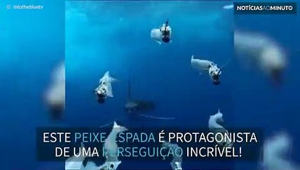 Peixe-espada em perseguição impressionante!