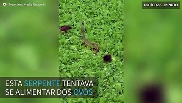 Pássaros atacam cobra para defender seus ovos