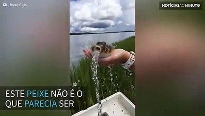 Peixe se ‘esvazia’ e encolhe em pouco segundos