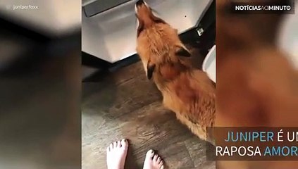Raposa gulosa pede comida dentro da geladeira!