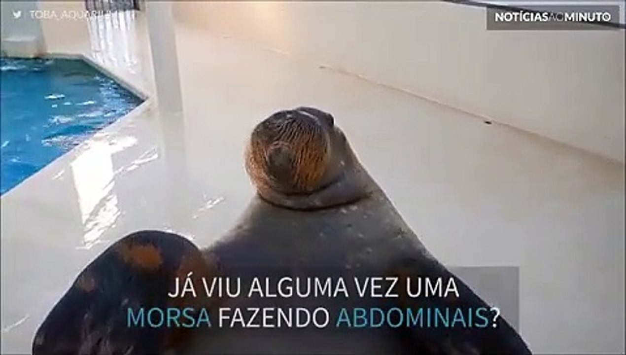 Essa morsa faz mais abdominais que muita gente!