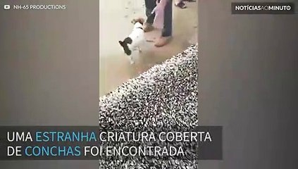 Monstro marinho coberto de conchas encontrado no País de Gales