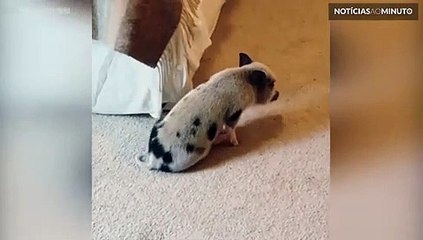 Porquinho perde a cabeça e não consegue ficar parado!