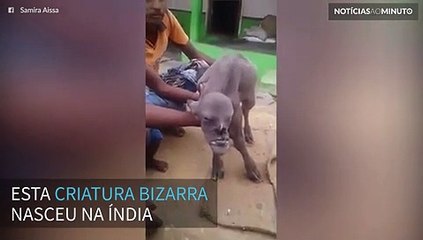 Vaca mutante nasce na Índia