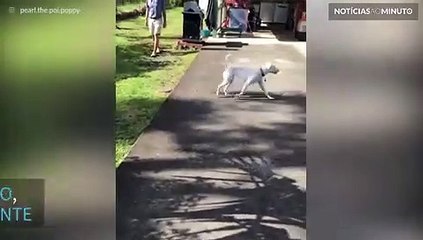 Cão cego usa o faro para encontrar sua dona