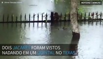 Jacarés filmados nadando em um quintal no Texas