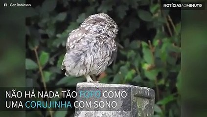 Filhote de coruja boceja de sono em momento adorável