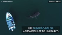 Imagens incríveis de um tubarão-baleia