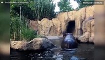 Hipopótamo filhote supera adversidades e aprende a nadar com a mãe