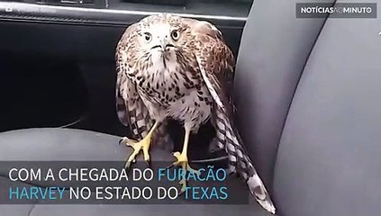 Falcão senta-se em banco de táxi e não quer sair