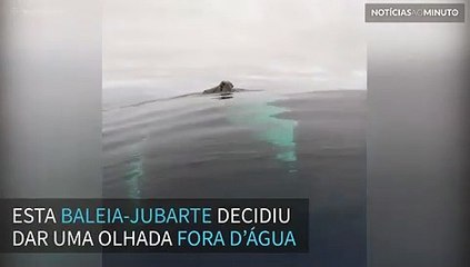Baleia-jubarte decide dar uma espiada fora d’água