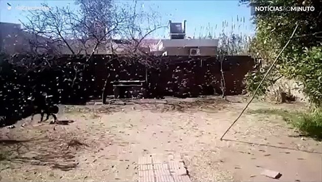 Praga de gafanhotos ataca Argentina