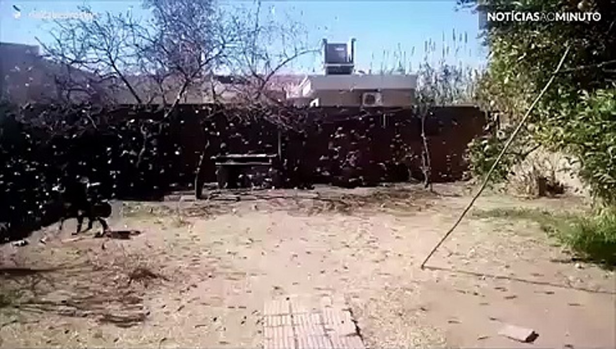 Praga de gafanhotos ataca Argentina