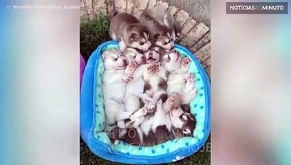 Huskies são protagonistas do vídeo mais fofo que vai ver hoje!