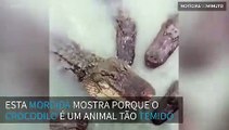 Já viu a mordida de um crocodilo em câmera lenta?