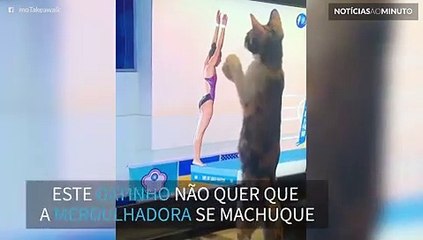 Gatinho tenta pegar mergulhadora na televisão