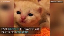 Este gatinho chorando vai partir seu coração