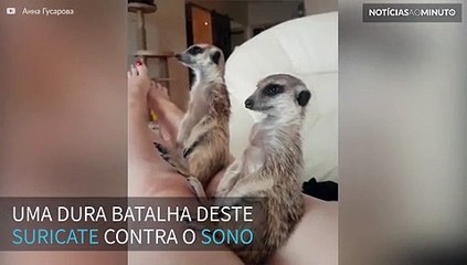 Suricate luta contra o sono… mas é derrotado!