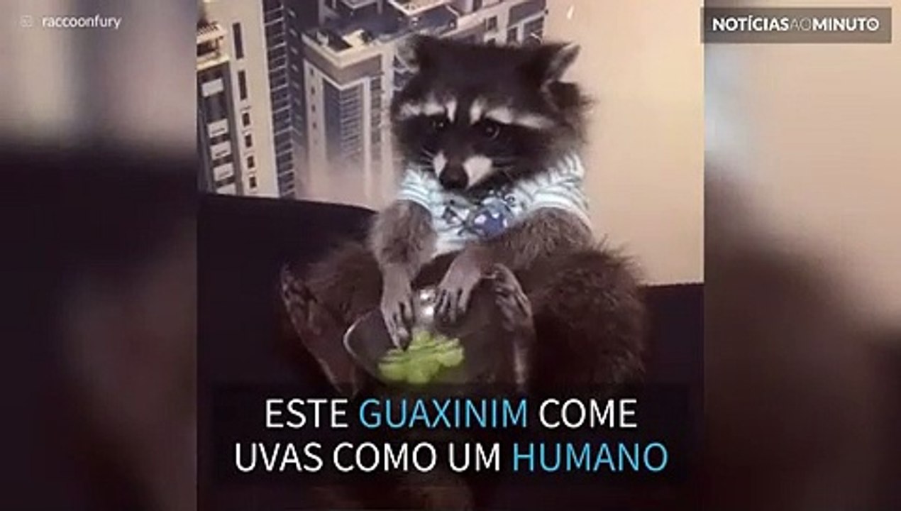 Guaxinim come uvas como se fosse gente!
