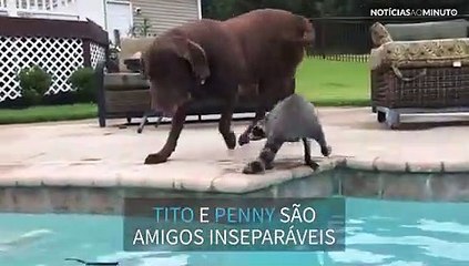 Guaxinim e cão se divertem juntos na piscina