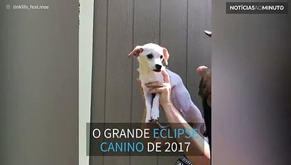 Cães ensinam o que acontece durante o eclipse solar