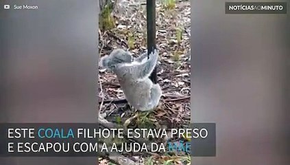 Mamãe coala salva filhote em um momento de muito amor