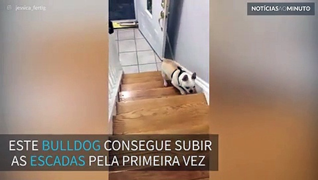 Bulldog comemora ao subir as escadas pela primeira vez