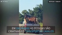Vídeo flagra camionete transportando cavalo em Oklahoma