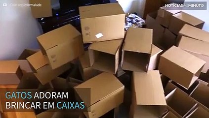 Dono constrói labirinto para seus gatos