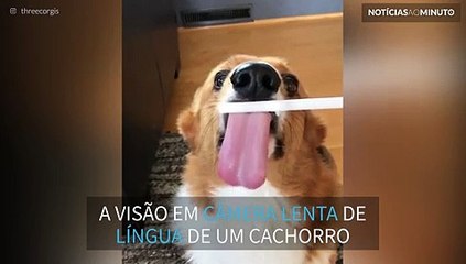 Uma visão em câmera lenta da língua de um cão