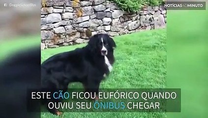 Cão fica eufórico quando ouve ônibus chegar