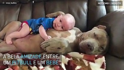 Pitbull e bebê são amigos inseparáveis