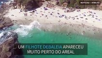 Filhote de baleia nada com banhistas em praia na Califórnia