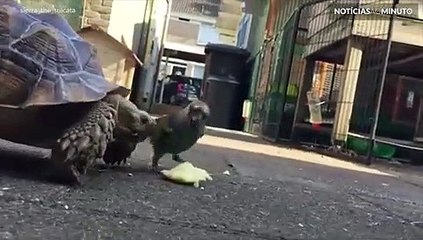 Periquito rouba comida de tartaruga e é ‘perseguido’