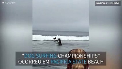 Cães participam de competição de surf na Califórnia