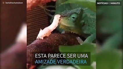 A amizade improvável entre um camaleão e uma lagarta