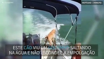 Cão vê um golfinho pela primeira vez